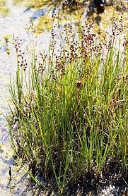 Attēlu rezultāti vaicājumam “Juncus articulatus”