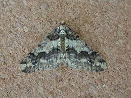 Attēlu rezultāti vaicājumam “Agriopis leucophaearia”