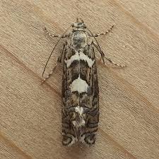 Attēlu rezultāti vaicājumam “Glyphipterigidae”