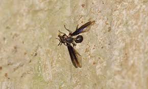 Attēlu rezultāti vaicājumam “Syrphidae”
