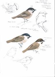 Attēlu rezultāti vaicājumam “Poecile montanus adult”