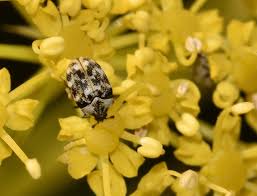 Attēlu rezultāti vaicājumam “Anthrenus sp. imago”