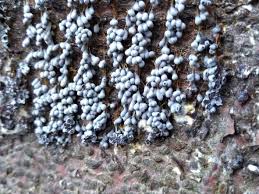 Attēlu rezultāti vaicājumam “Badhamia versicolor spores”
