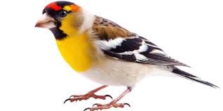 Attēlu rezultāti vaicājumam “Carduelis carduelis”