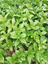 Attēlu rezultāti vaicājumam “Mercurialis perennis leaf”