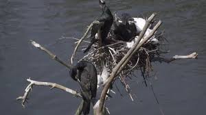 Attēlu rezultāti vaicājumam “Phalacrocorax carbo nest”