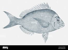 Image result for Stenotomus chrysops