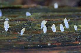 Attēlu rezultāti vaicājumam “Calocera pallidospathulata”