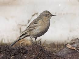 Image result for Anthus spinoletta