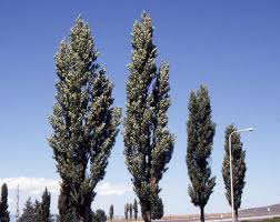 Attēlu rezultāti vaicājumam “Populus nigra”