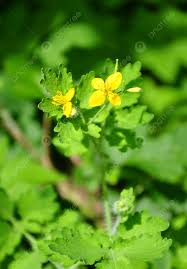 Attēlu rezultāti vaicājumam “Chelidonium majus bud”