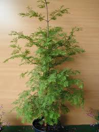 Image result for Mammutbaum