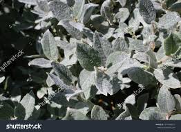 Attēlu rezultāti vaicājumam “Salix lapponum leaf”