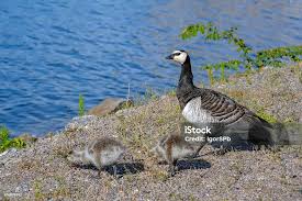 Attēlu rezultāti vaicājumam “Branta leucopsis adult”