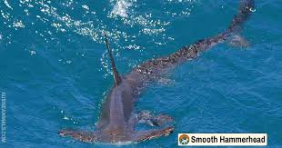 Image result for Sphyrna zygaena