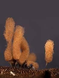 Attēlu rezultāti vaicājumam “Arcyria minuta macro”