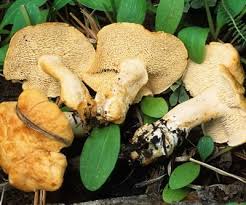 Attēlu rezultāti vaicājumam “Hydnum sp.”