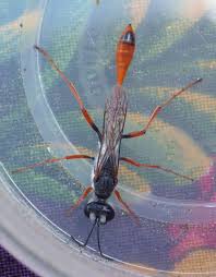 Attēlu rezultāti vaicājumam “Ammophila sp.”