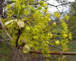 Attēlu rezultāti vaicājumam “Acer platanoides”