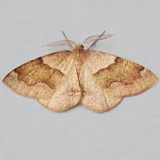 Attēlu rezultāti vaicājumam “Plagodis pulveraria”