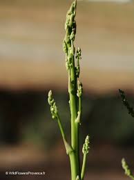 Attēlu rezultāti vaicājumam “Asparagus officinalis”