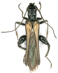 Attēlu rezultāti vaicājumam “Oedemera femorata”