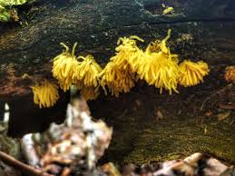 Attēlu rezultāti vaicājumam “Heterotrichia obvelata (syn. Arcyria obvelata) young”