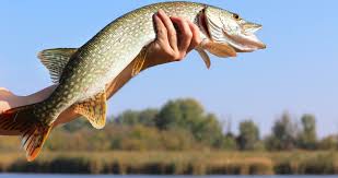 Image result for vissen