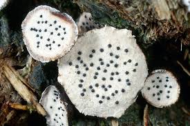 Attēlu rezultāti vaicājumam “Poronia punctata”