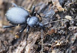 Attēlu rezultāti vaicājumam “Cychrus caraboides”