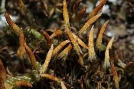 Attēlu rezultāti vaicājumam “Pogonatum nanum”