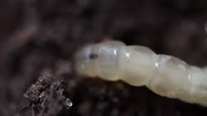 Attēlu rezultāti vaicājumam “Therevidae larva”