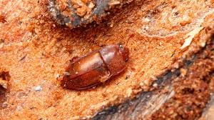 Attēlu rezultāti vaicājumam “Epuraea sp.”