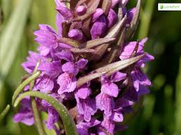 Attēlu rezultāti vaicājumam “Dactylorhiza cruenta flower”