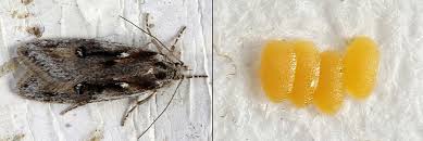 Attēlu rezultāti vaicājumam “Semioscopis oculella”