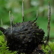 Attēlu rezultāti vaicājumam “Xylaria”