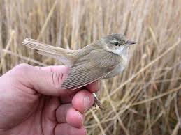 Image result for Acrocephalus agricola