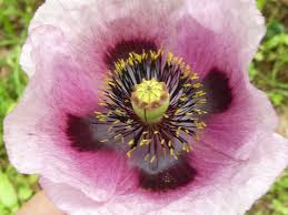 Image result for Papaver somniferum