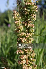 Attēlu rezultāti vaicājumam “Rumex hydrolapathum”