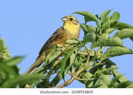 Attēlu rezultāti vaicājumam “Emberiza citrinella male”