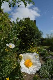 Image result for Romneya coulteri