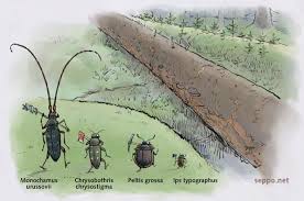 Attēlu rezultāti vaicājumam “Peltis grossa”