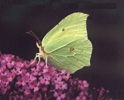 Attēlu rezultāti vaicājumam “Gonepteryx rhamni”