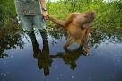 Borneo's Rainforest - National Geographic Magazine