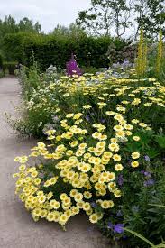 Image result for Anthemis tinctoria