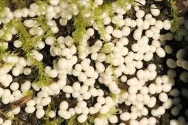 Attēlu rezultāti vaicājumam “Trichia varia spores”