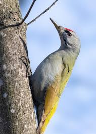 Attēlu rezultāti vaicājumam “Picus canus”