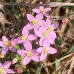 Attēlu rezultāti vaicājumam “Centaurium littorale flower”