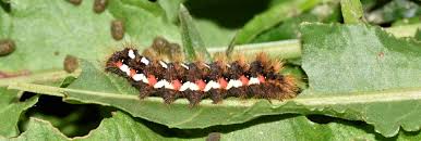 Attēlu rezultāti vaicājumam “Acronicta rumicis larva”