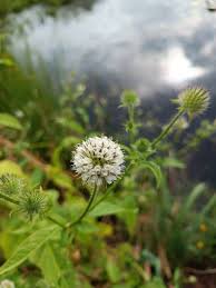 Image result for Dipsacus pilosus